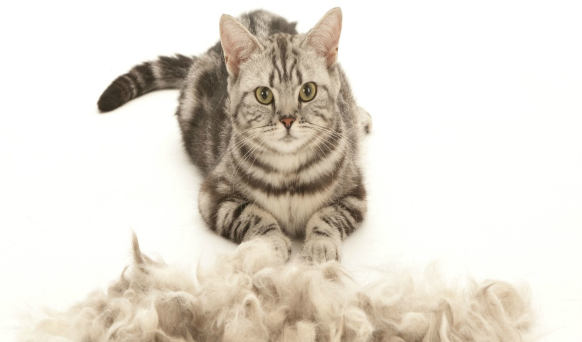 A macska szőrváltása: minden fontos tudnivaló